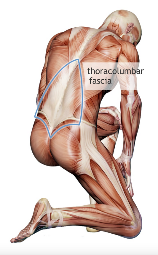 3 Types Of Fascia Imperium Stretch + Recovery